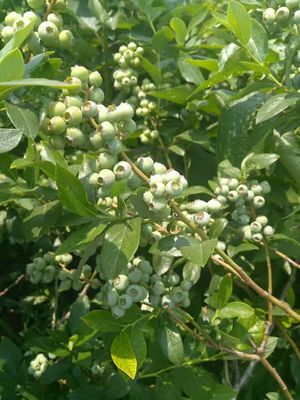 營養(yǎng)缽云雀藍(lán)莓苗品種介紹云雀藍(lán)莓苗幾月修剪