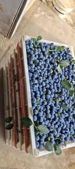 青島藍(lán)莓奧尼爾綠寶石云雀f6