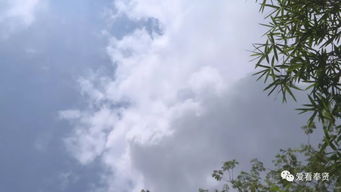 關(guān)注 云雀 將為申城帶來涼爽 但風(fēng)雨過后氣溫仍會持續(xù)升高