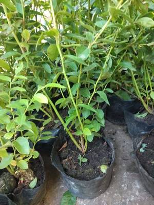 營養(yǎng)缽云雀藍(lán)莓苗品種介紹云雀藍(lán)莓苗幾月修剪