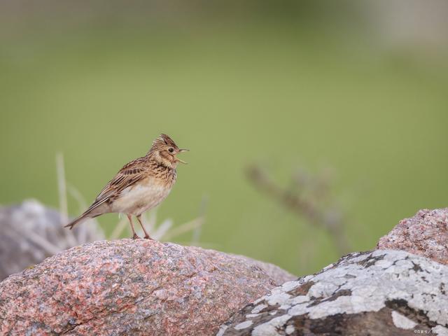 想要一只愛叫的云雀?這些小竅門幫你輕松選購!
