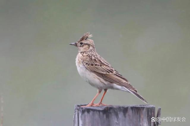 云雀|綠會保護地科普