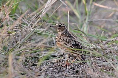 云雀? - 鳥類識別 鳥網