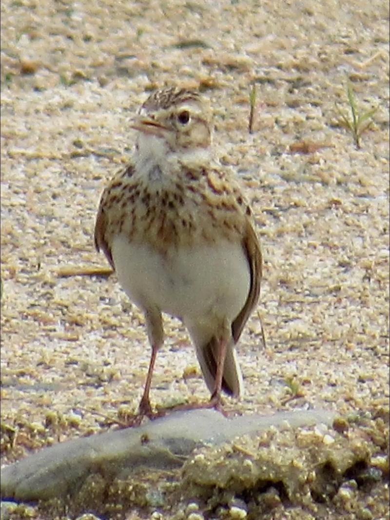 2018\xe5\xb9\xb45\xe6\x9c\x88\xe6\x8b\x8d\xe7\x9a\x84\xe4\xba\x91\xe9\x9b\x80.\xe6\x98\xaf\xe7\x9a\x84,\xe6\x88\x91\xe5\xb7\xb2\xe7\xbb\x8f\xe6\x9c\x89\xe9\x82\xa3\xe4\xb9\x88\xe5\xa4\x9a\xe5\xb9\xb4\xe6\xb2\xa1\xe8\xa7\x81\xe8\xbf\x87\xe5\xae\x83\xe4\xbb