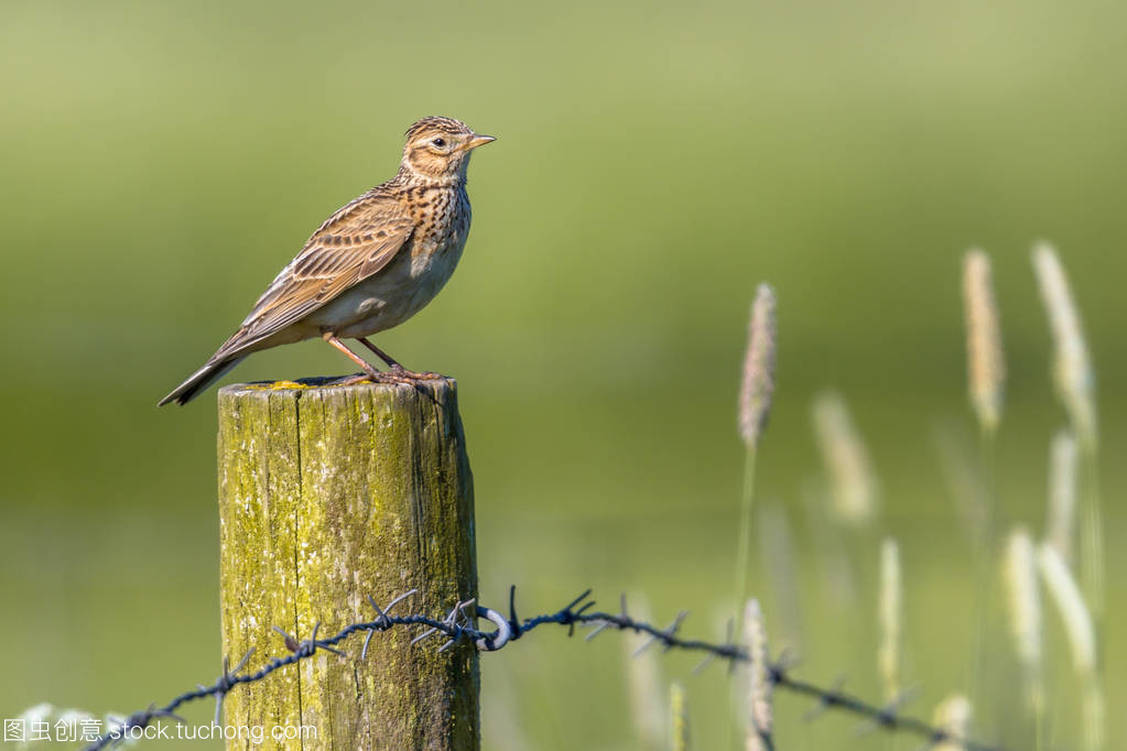 農業景觀中歐亞云雀