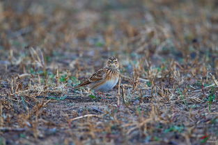 云雀 海南版 hainan