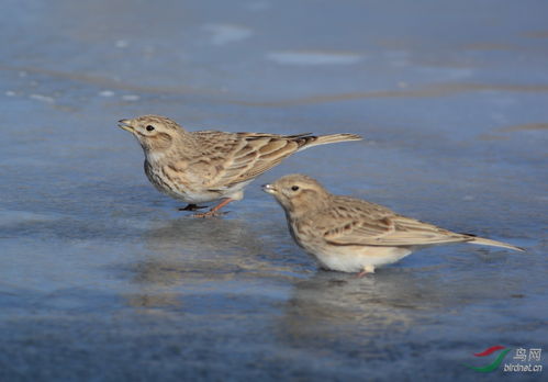 云雀和各類短趾百靈,怎樣辨識