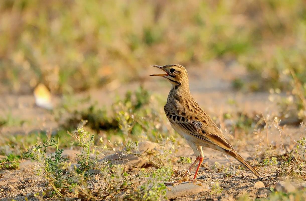 云雀:攝于南陽市白河邊