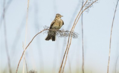 云雀怎么養?養云雀用多大的籠子?云雀喂什么最好?