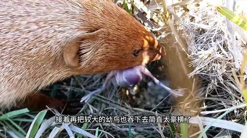 云雀幼鳥遭到黃大仙的偷襲,那云雀鳥會找它報仇嗎 太殘忍了