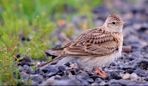 誰有云雀的圖片