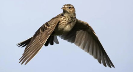 云雀鳥老怕人怎么辦?