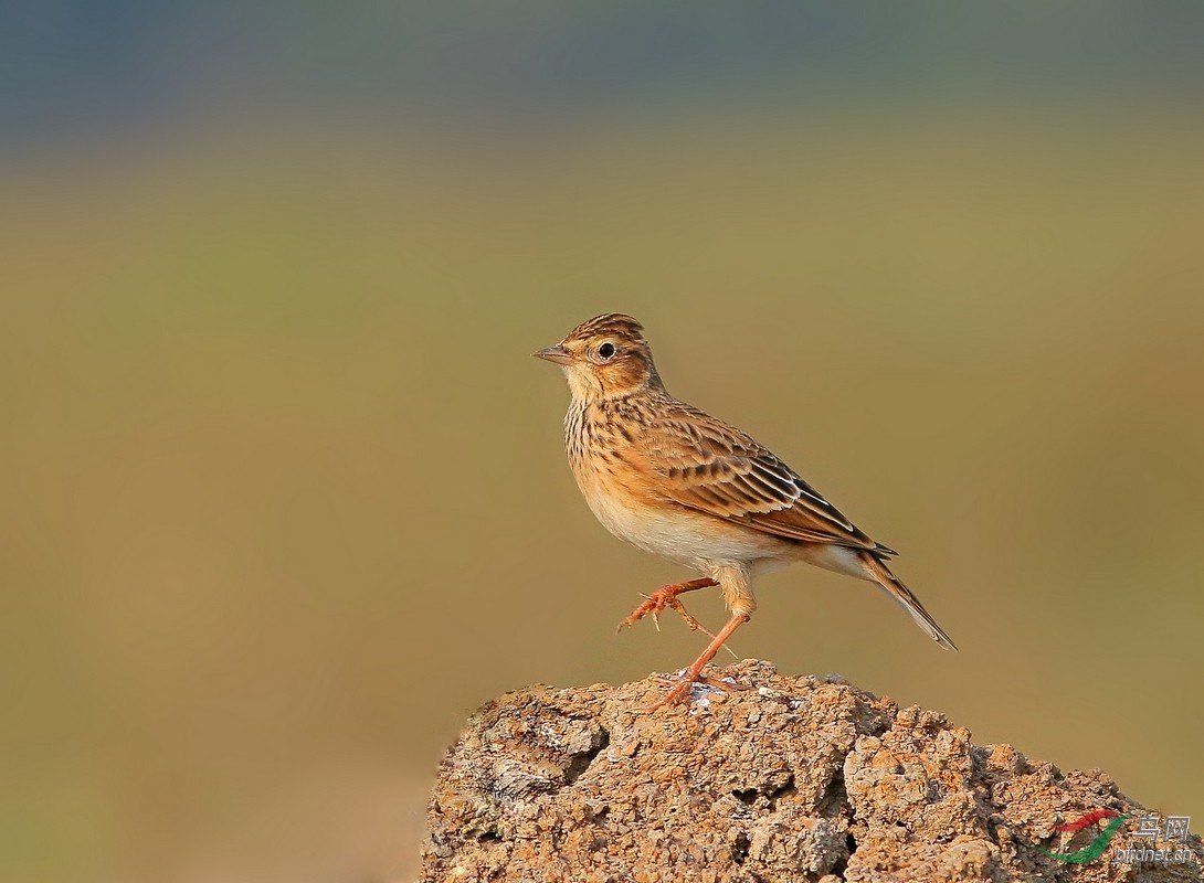 小云雀 - 湖北版 Hubei 鳥網