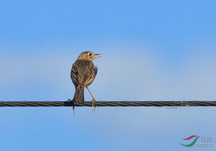 云雀 黑龍江版 heilongjiang