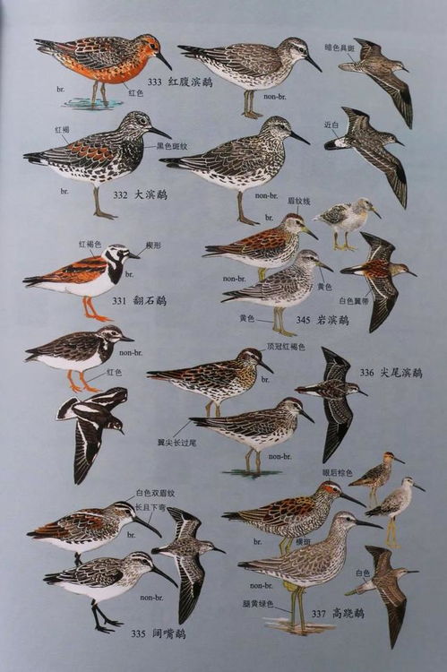 終于,我也擁有了馬敬能先生的 中國鳥類野外手冊