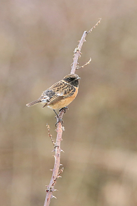 站在木樁上的野生飛禽高清圖片免費下載_覓元素
