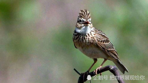 中國民間故事 云雀姑娘的傳說