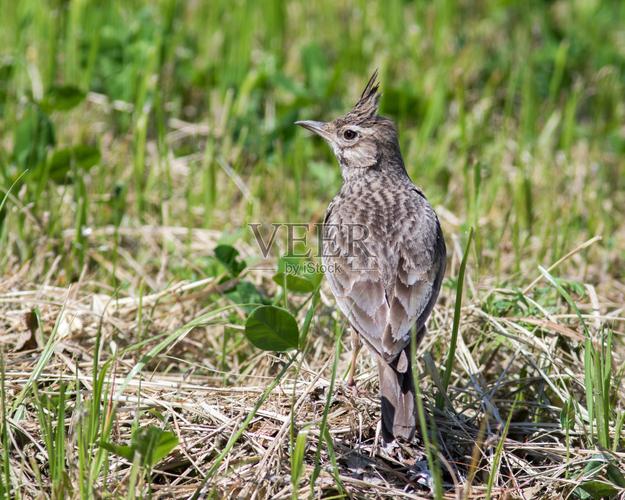 鳳頭云雀 (galerida cristata)圖片