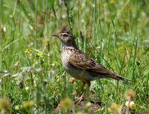 旅途拍鳥 風頭云雀