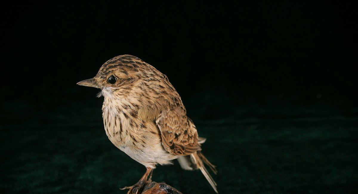 籠養鳥分為五大類