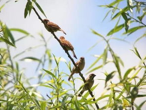 竹笛 此刻的我,側耳傾聽 云雀