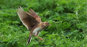 迪尼庫 云雀 100位吉普賽小提琴家演奏