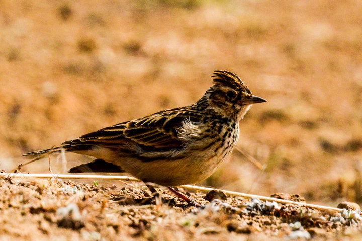 生態攝影中的靈動之音 云南昭通小云雀攝影作品欣賞
