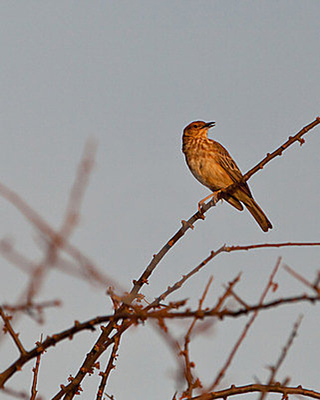 田云雀的鳴唱 自然界的悅耳詩篇