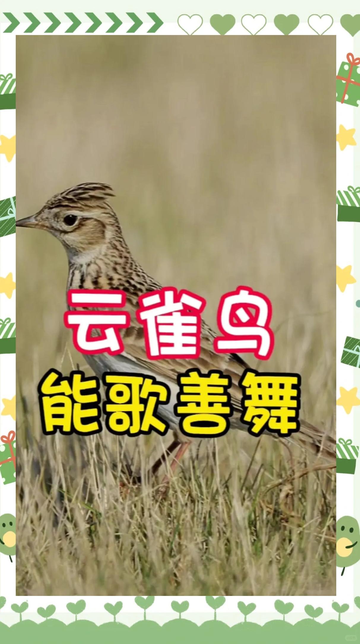 云雀:從雛鳥到歌唱家的養成記