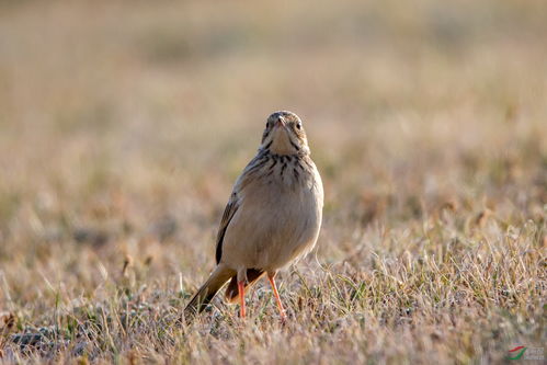 云雀與鳥網 自然與人類活動的沖突