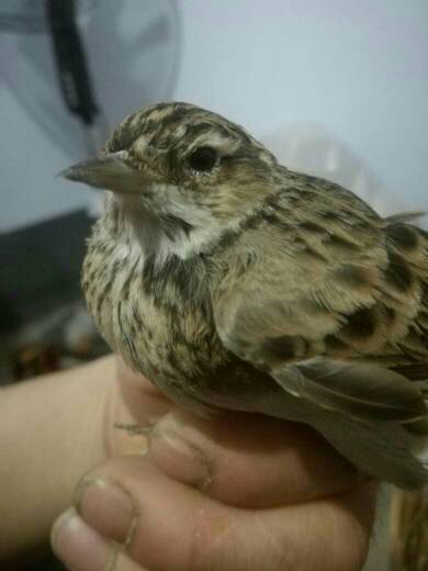 云雀性別鑒定 如何區(qū)分公母