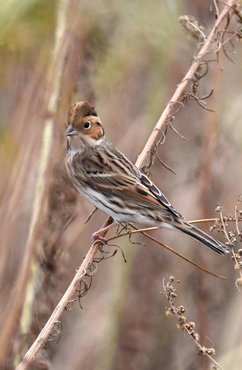 小云雀 大自然中的音樂使者