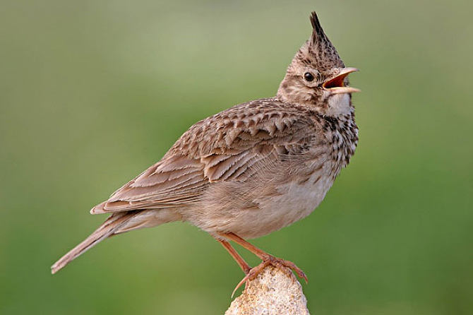 云雀類圖片大全 翱翔天際的靈動(dòng)歌者