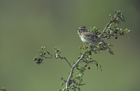 云雀與木材的藝術(shù)交融 攝圖新視界的靈感探索