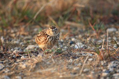 美麗黃雀鳥之倒鉤線 森林土地上的云雀風(fēng)景