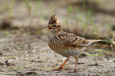 怒發(fā)沖冠——解析《云雀》中的情感與意象