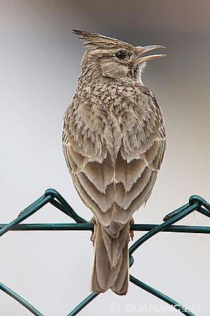 云雀之美 自然界的靈動(dòng)歌者