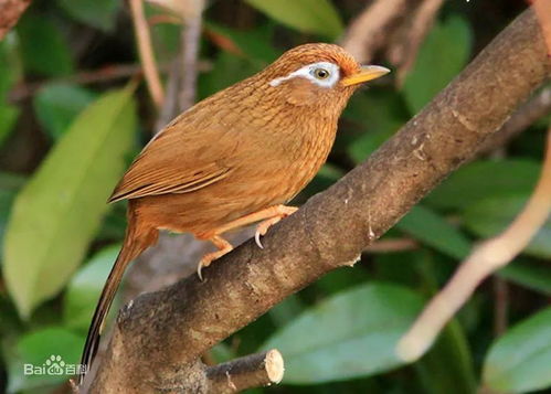 雙牌珍稀鳥類你認識多少 | 第二期 云雀