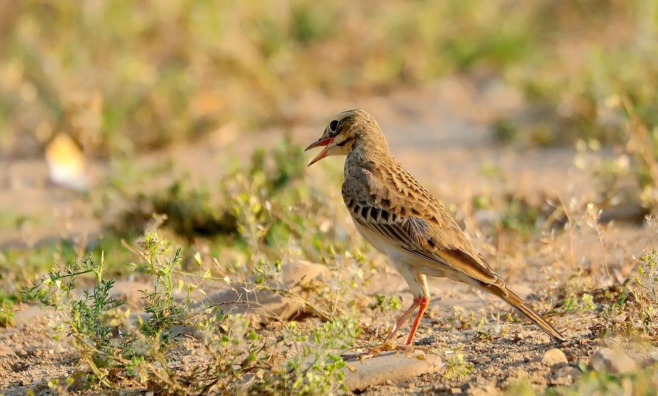 云雀舞動白河畔