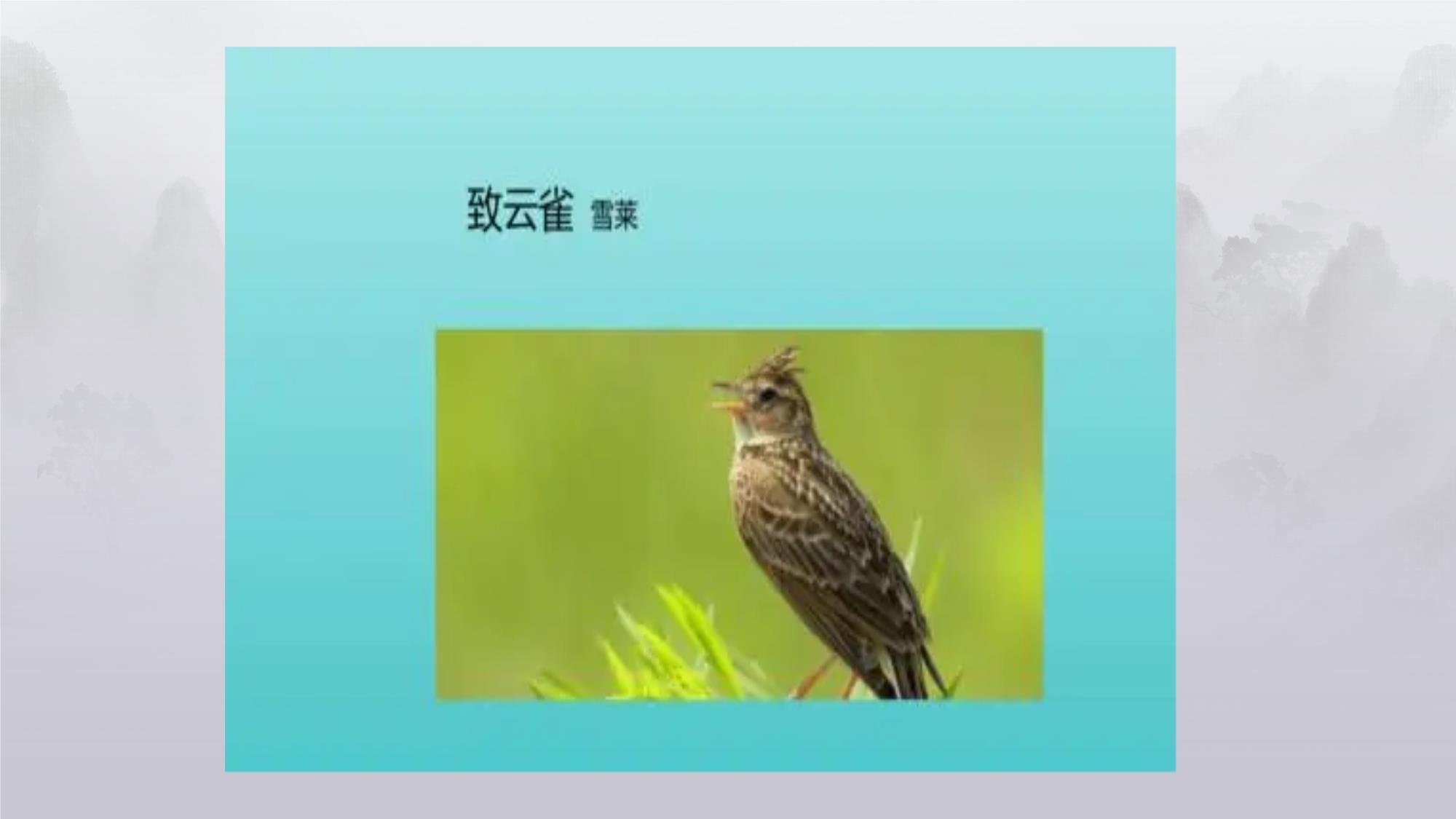 致云雀 靈魂的自由與理想之歌