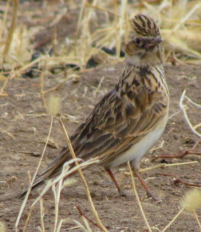 野生鳥類與家禽的多樣性 從云雀到雞鴨